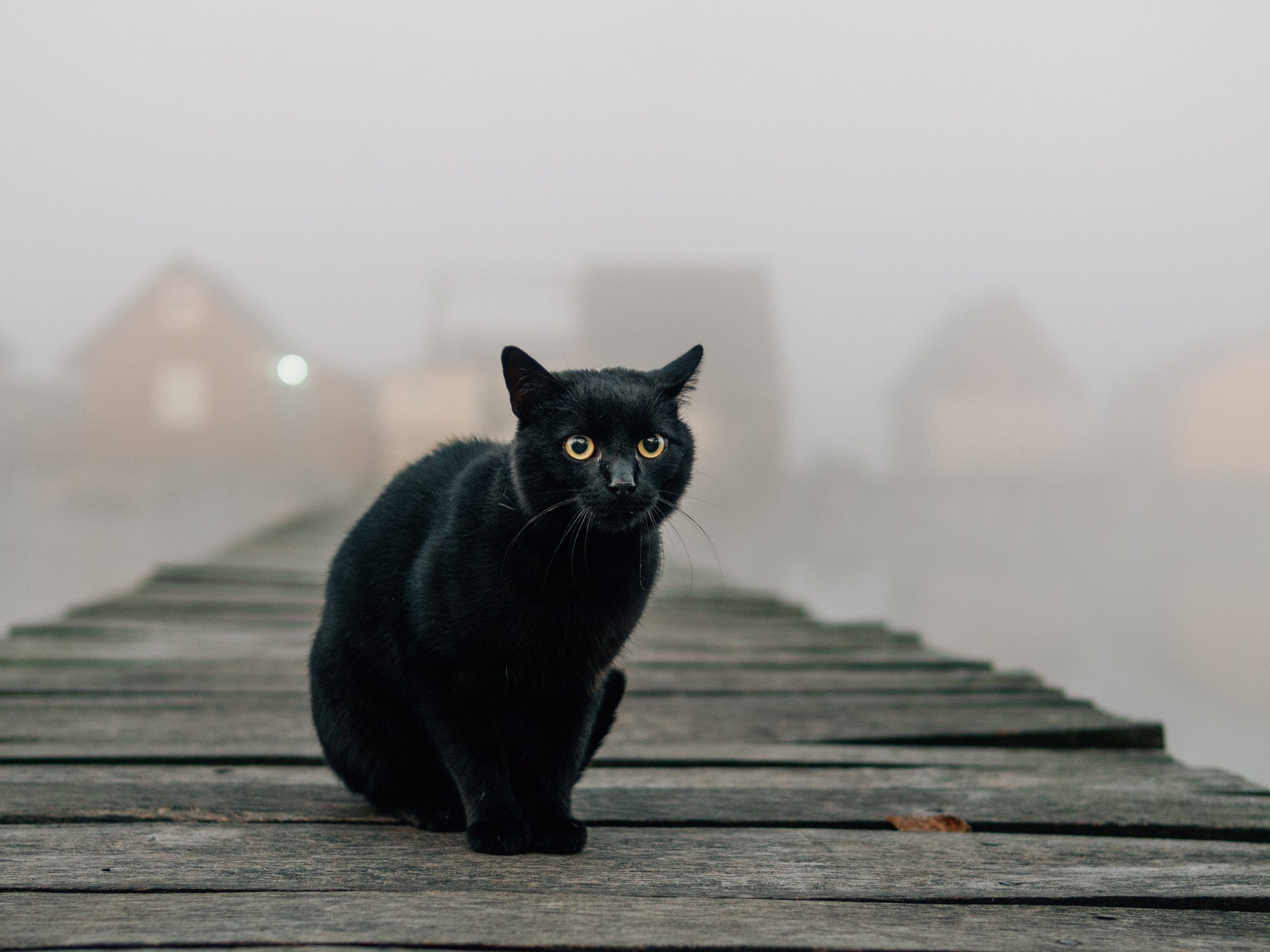 CUÁL ES EL VERDADERO SIGNIFICADO DEL GATO NEGRO, VAS A QUERER QUE SE ...