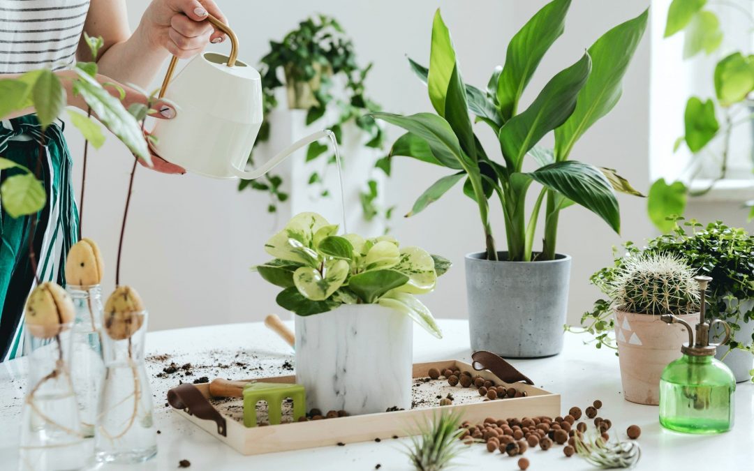 CUÁL ES LA PLANTA QUE NO DEBE FALTAR EN TU HOGAR SEGÚN TU SIGNO