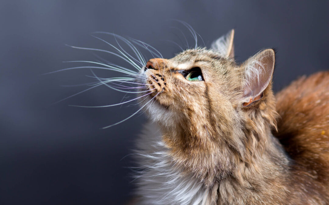 QUÉ RAZA DE GATO TE REPRESENTA MÁS SEGÚN TU SIGNO DEL ZODIACO