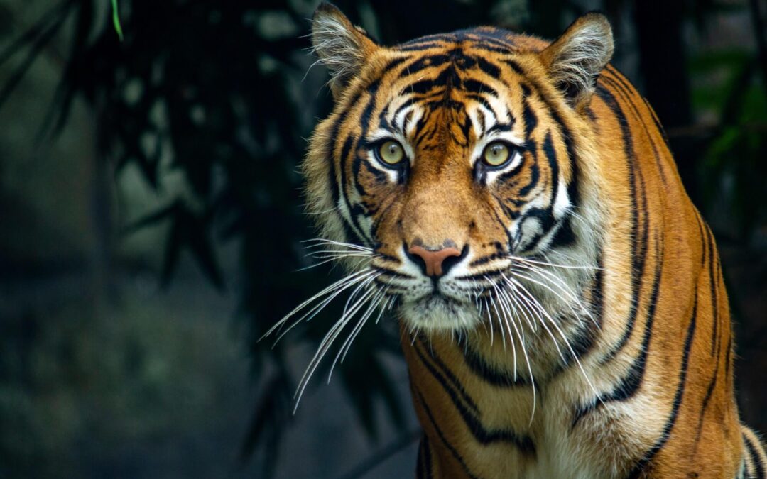 CUÁL ES TU ANIMAL ESPIRITUAL SEGÚN EL DÍA EN EL QUE NACISTE