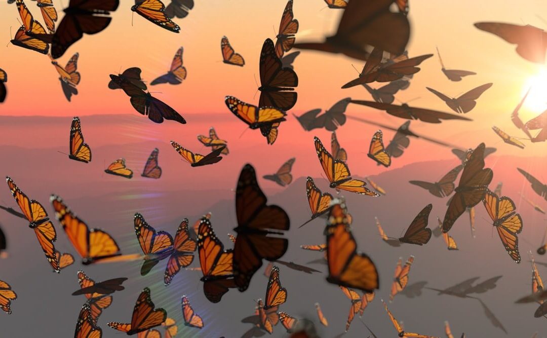 Por qué aparecen plumas, mariposas o “señales” cuando estás cambiando